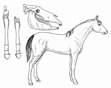 Ewolucja konia