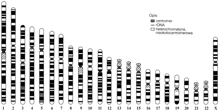 Genotyp Jezusa - pojedyncza liczba autosomów + chromosom X